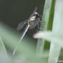 Imagem de Microgomphus chelifer Selys 1858