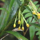 Imagem de Maxillaria alticola C. Schweinf.