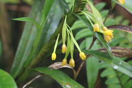 Imagem de Maxillaria alticola C. Schweinf.