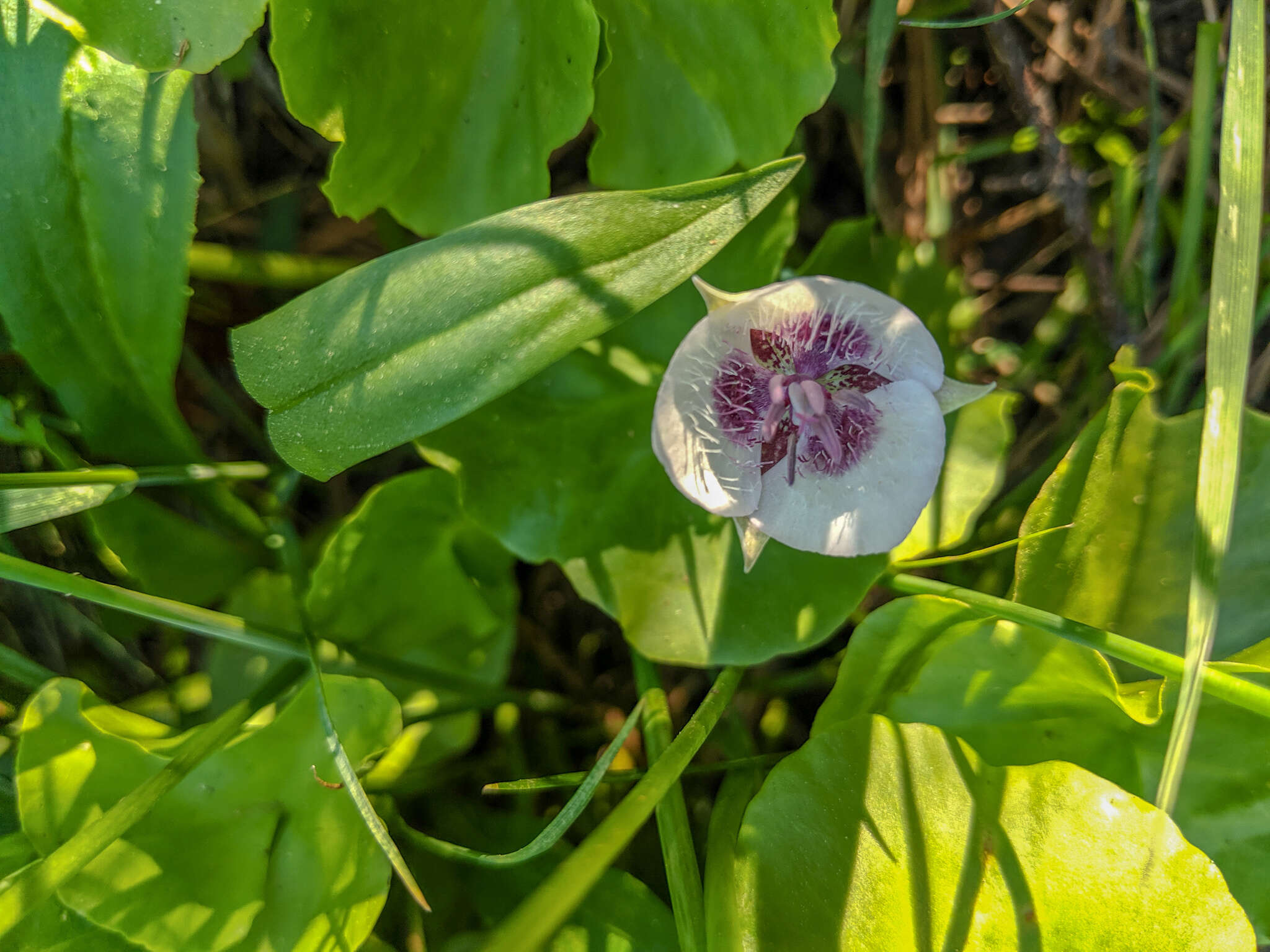 Image of elegant mariposa lily