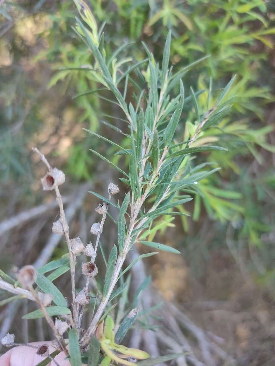 Image de Melaleuca trichostachya Lindl.