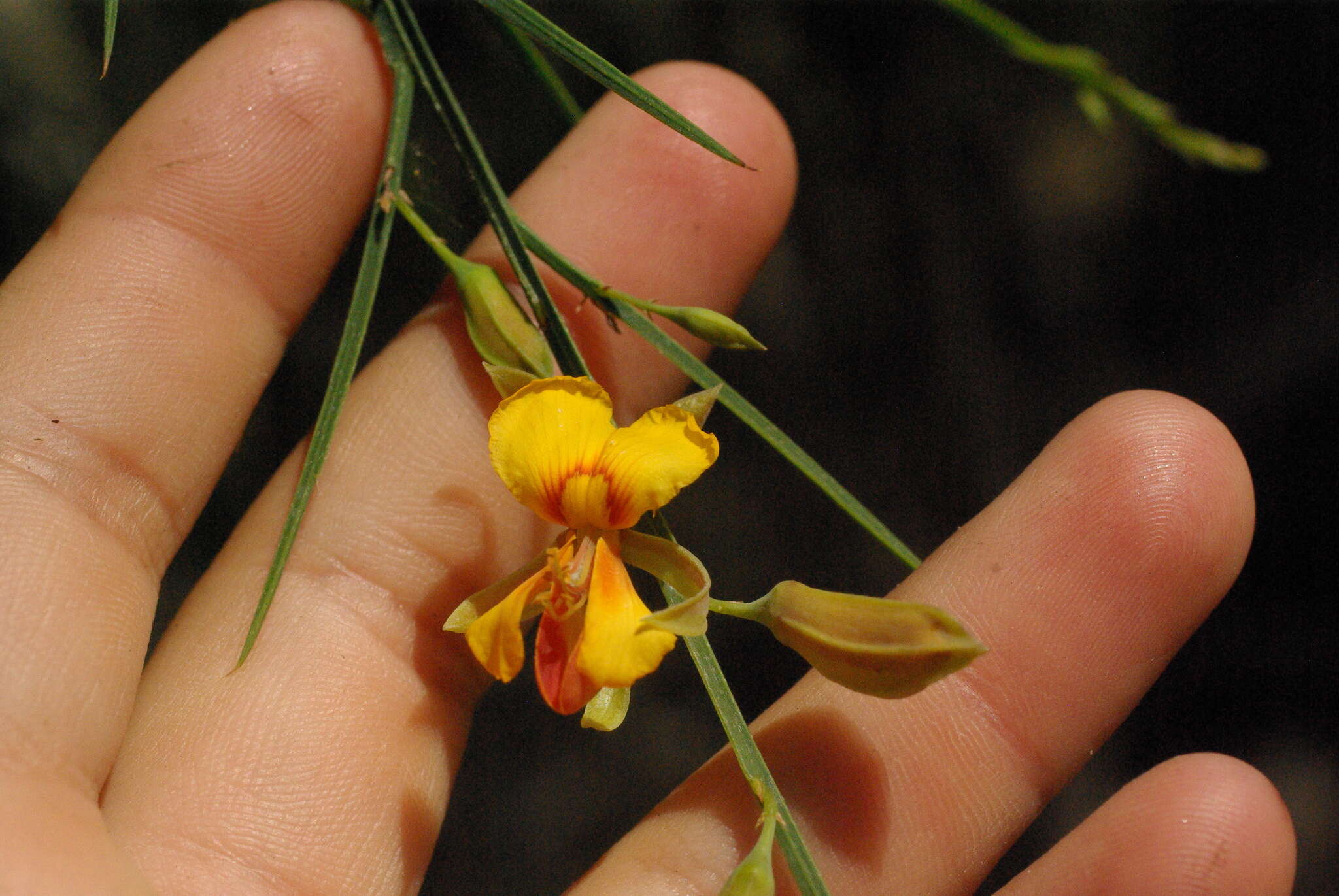 Image of Jacksonia sternbergiana Benth.