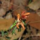 Слика од Pultenaea paleacea Willd.