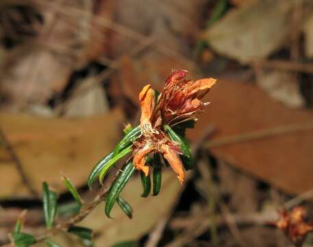 Слика од Pultenaea paleacea Willd.