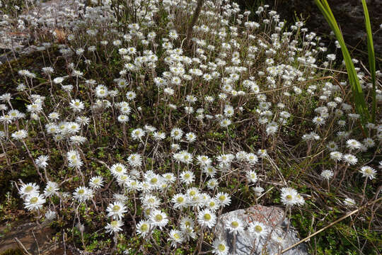 Image of Anaphalioides bellidioides (G. Forst.) D. Glenny