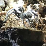 Image of Aphonopelma prenticei Hamilton, Hendrixson & Bond 2016