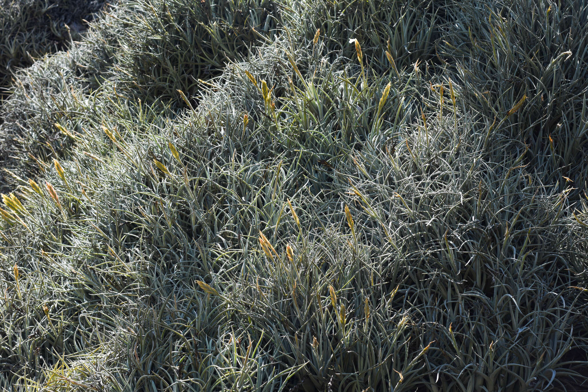 Image of Tillandsia uruguayensis