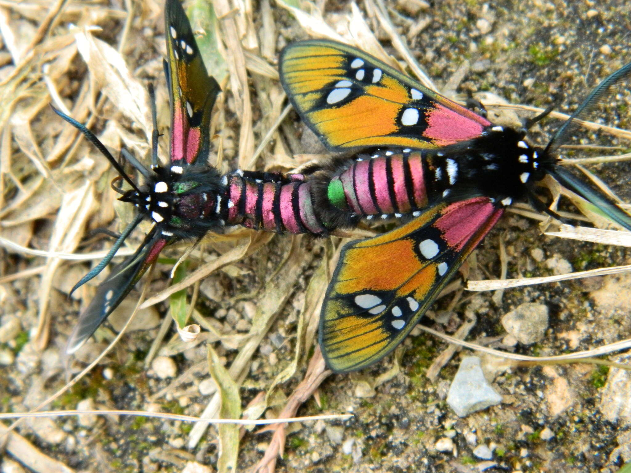 Image of Princely tiger moth