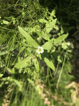 Image of clammy hedgehyssop