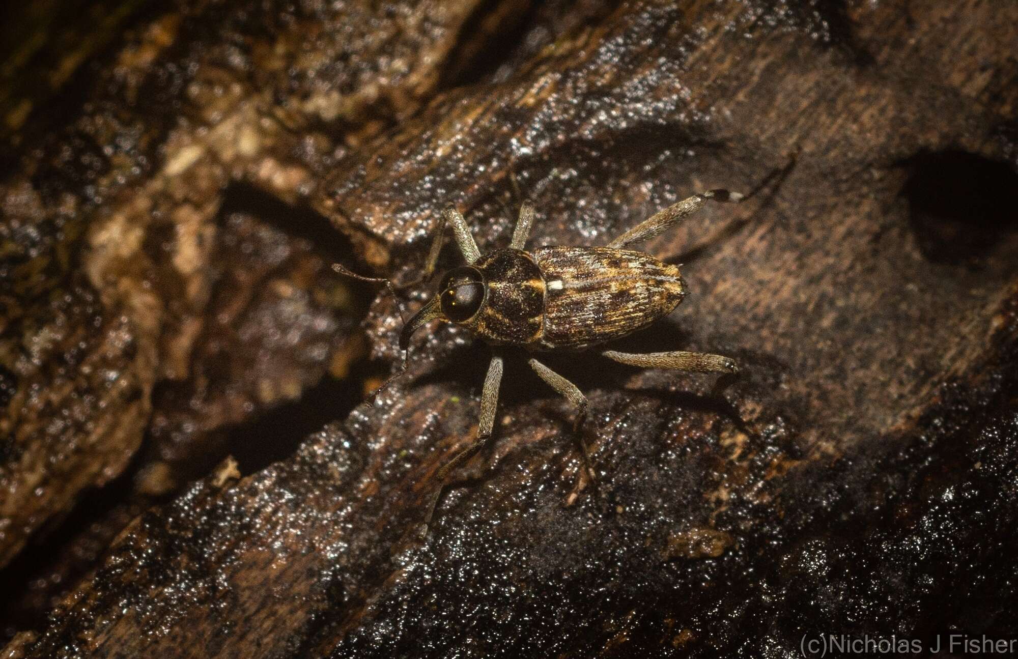 Plancia ëd Mecopus rufipes Heller 1893