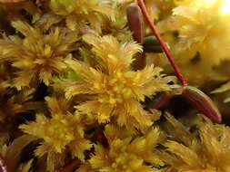 Sphagnum majus C. E. O. Jensen 1890的圖片