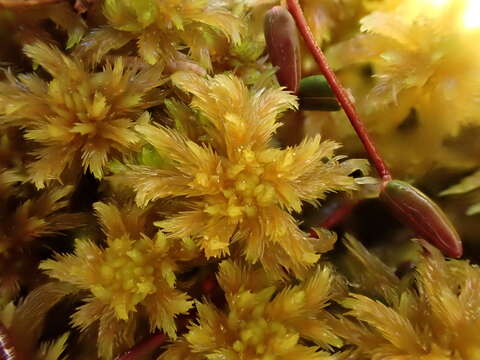 Image of Greater Peat Moss