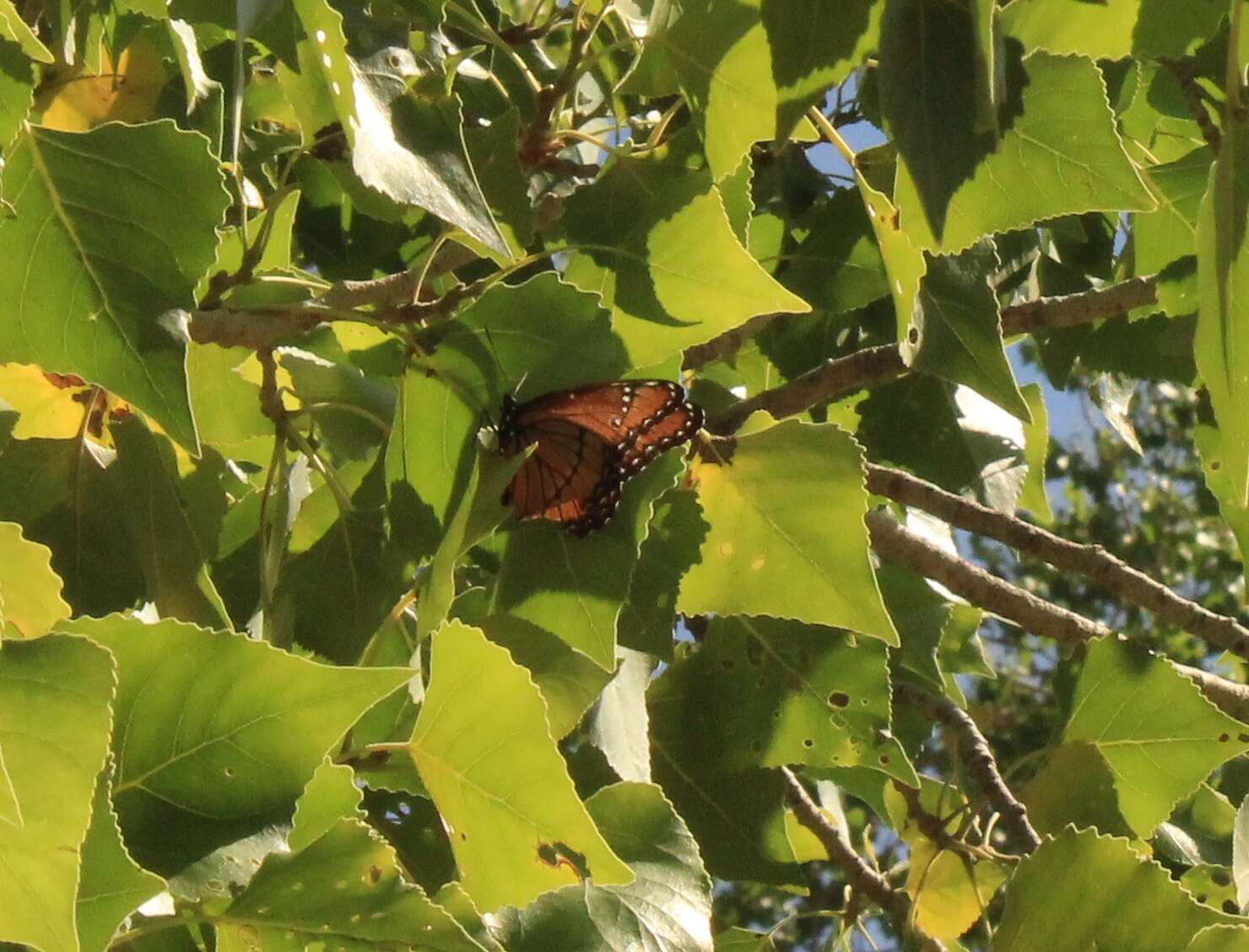 Imagem de Limenitis archippus obsoleta Edwards