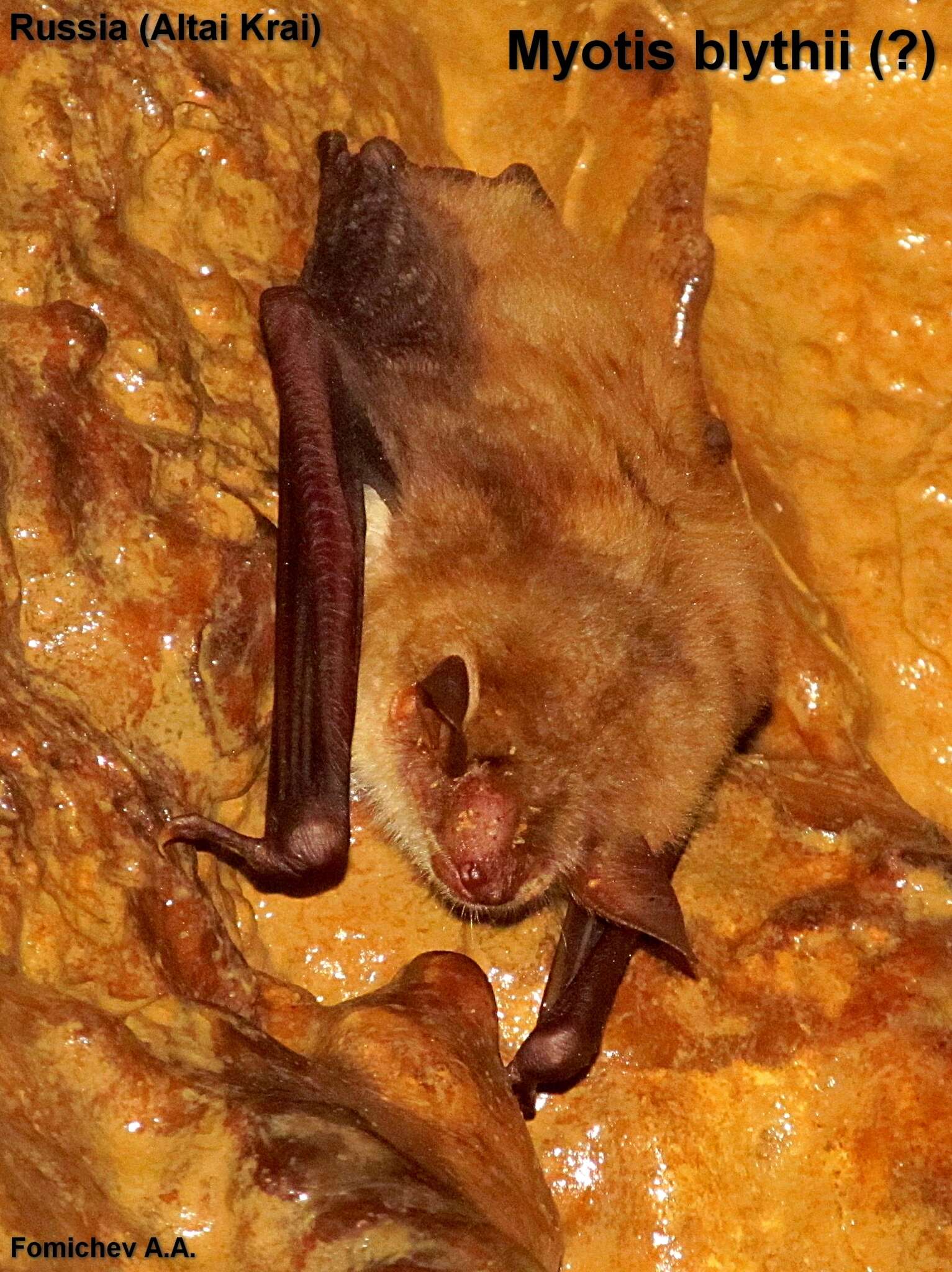 Image of Lesser Mouse-eared Bat