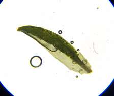 Image of oligotrichum moss