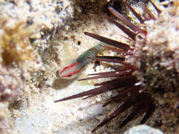 صورة Tigrigobius harveyi Victor 2014