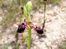 Image of Ophrys sphegodes subsp. mammosa (Desf.) Soó ex E. Nelson