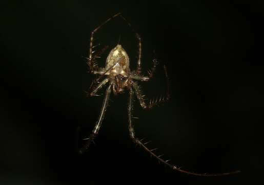 Image de Tetragnatha pilosa Gillespie 1992