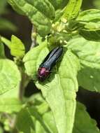 Imagem de Agrilus huachucae Schaeffer 1905