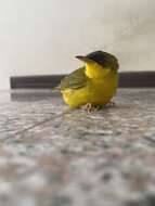 Image of Black-lored Yellowthroat