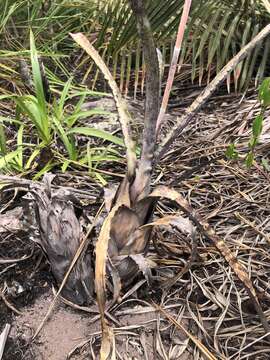 Image of Hohenbergia pennae E. Pereira