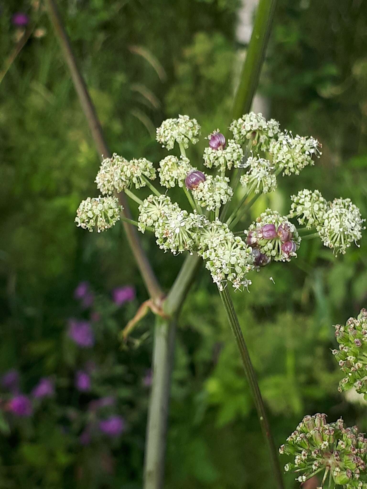 Imagem de Kiefferia pericarpiicola (Bremi 1847)