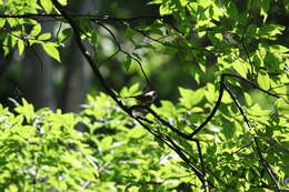 Image of David's Fulvetta