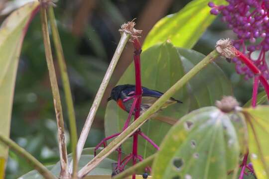 Image of Black-sided Flowerpecker