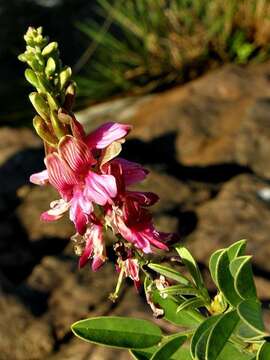 Image of <i>Indigofera <i>schimperi</i></i> Jaub. & Spach var. schimperi