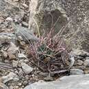 Imagem de Sclerocactus uncinatus subsp. wrightii (Engelm.) N. P. Taylor