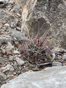 Imagem de Sclerocactus uncinatus subsp. wrightii (Engelm.) N. P. Taylor