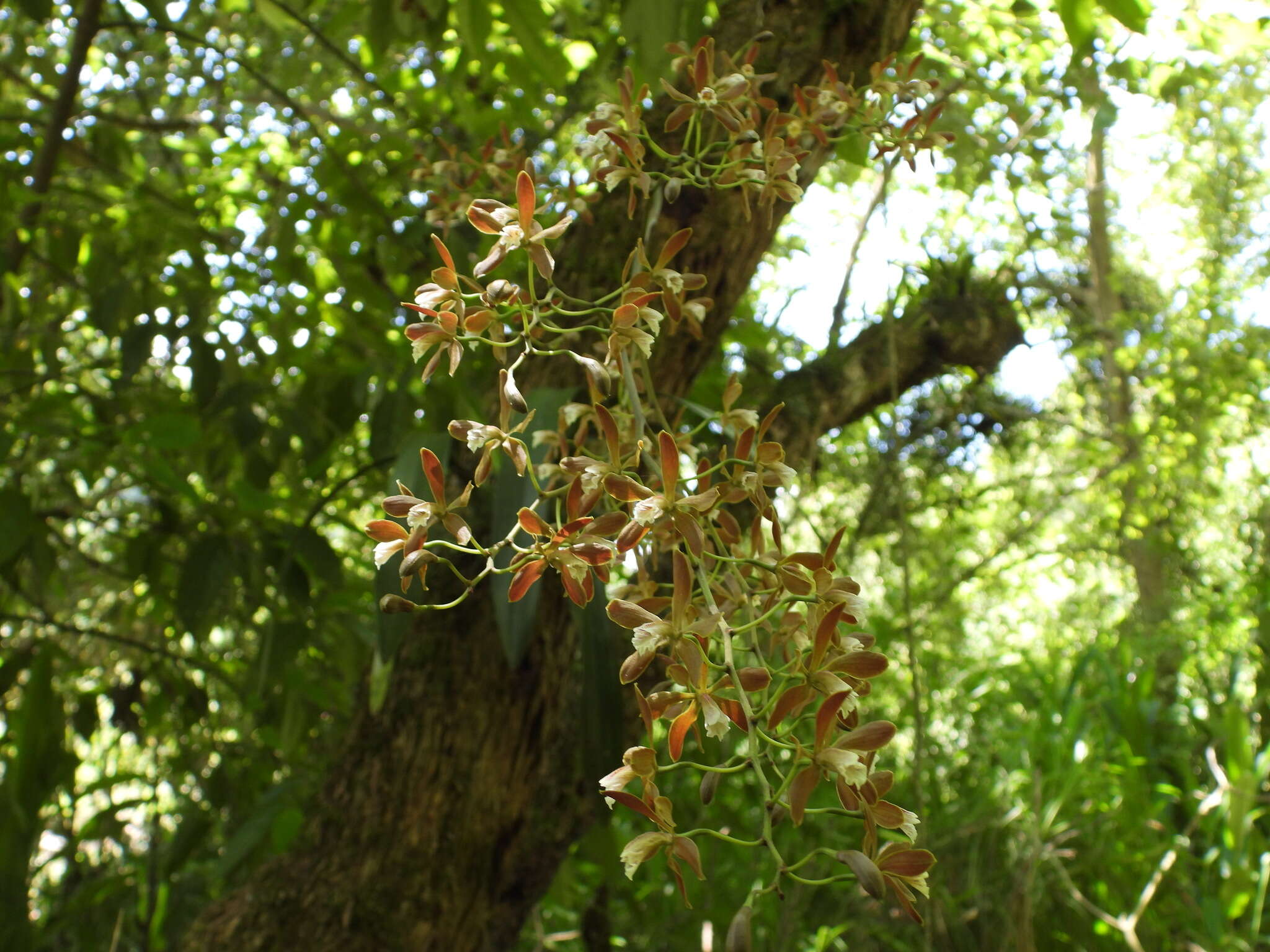 Слика од Encyclia candollei (Lindl.) Schltr.
