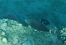 Image of Bluethroat triggerfish