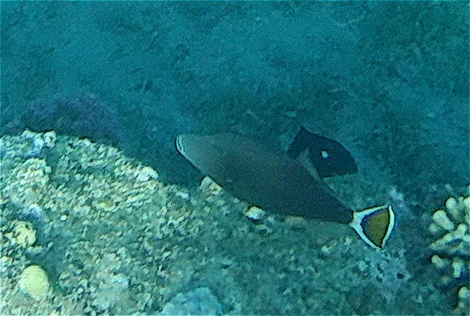 Image of Bluethroat triggerfish