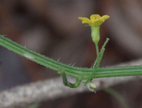 Image de Cucumis variabilis P. Sebastian & I. Telford