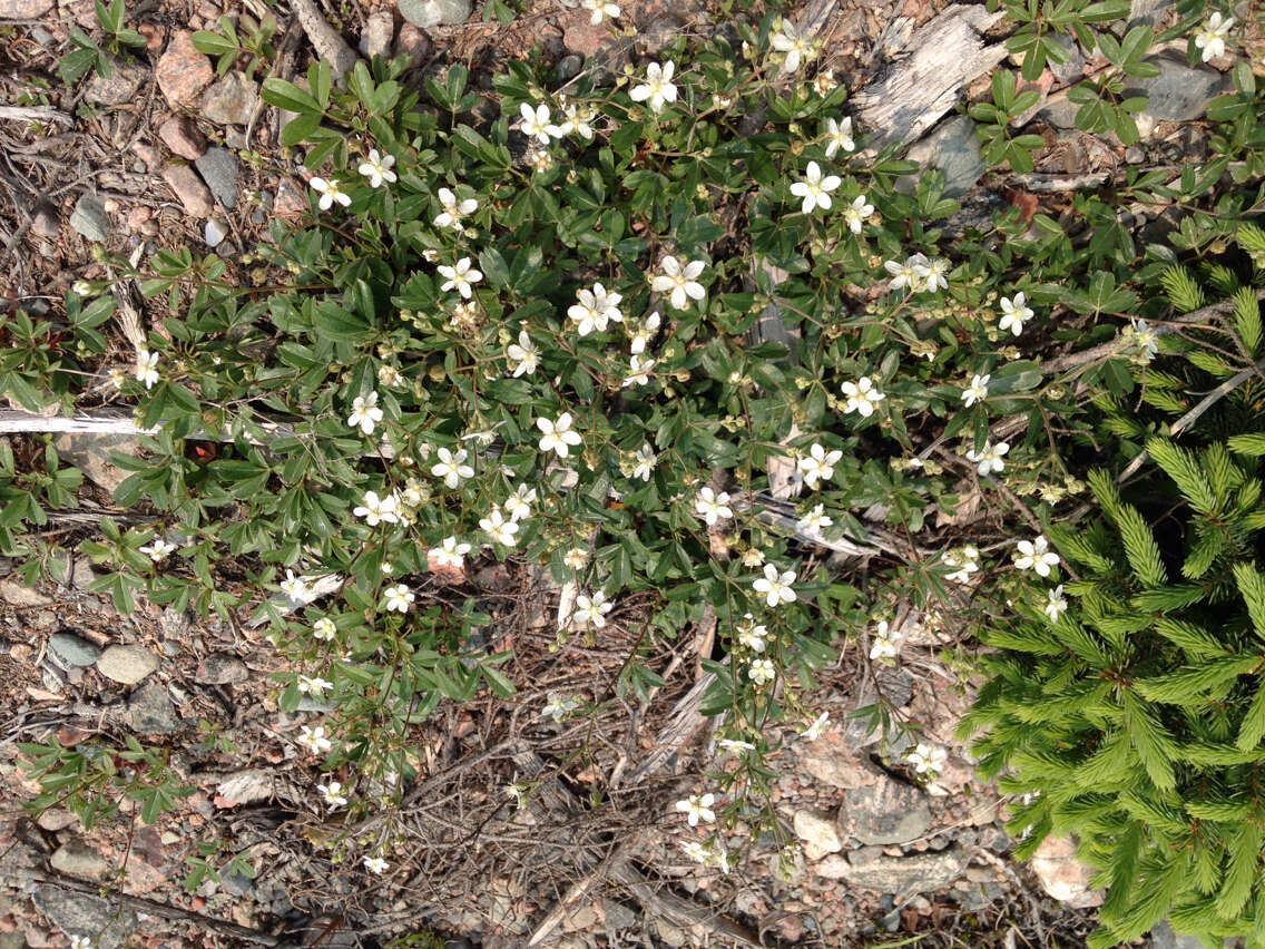 Image de Sibbaldia tridentata (Aiton) Paule & Soják