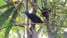 Image of Black Oropendola