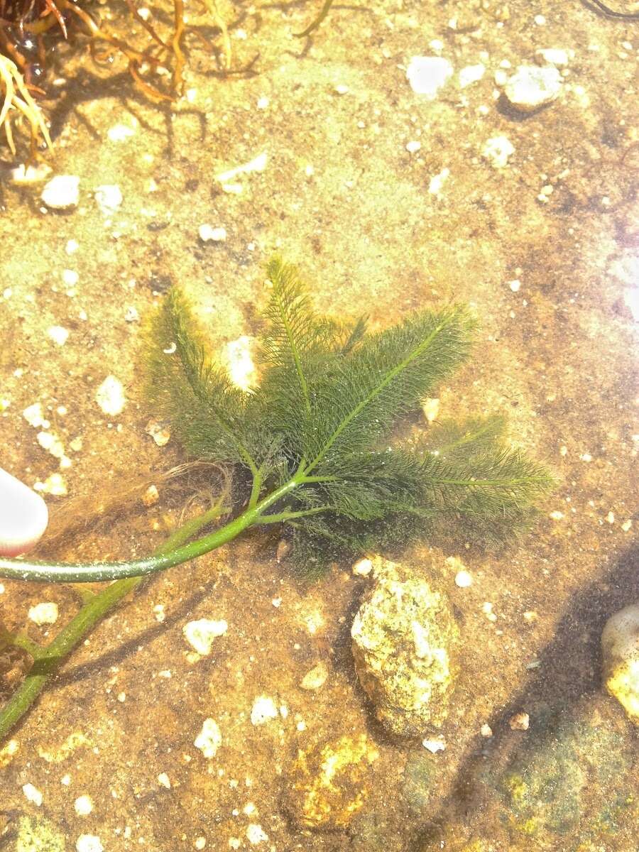 Image of Caulerpa paspaloides