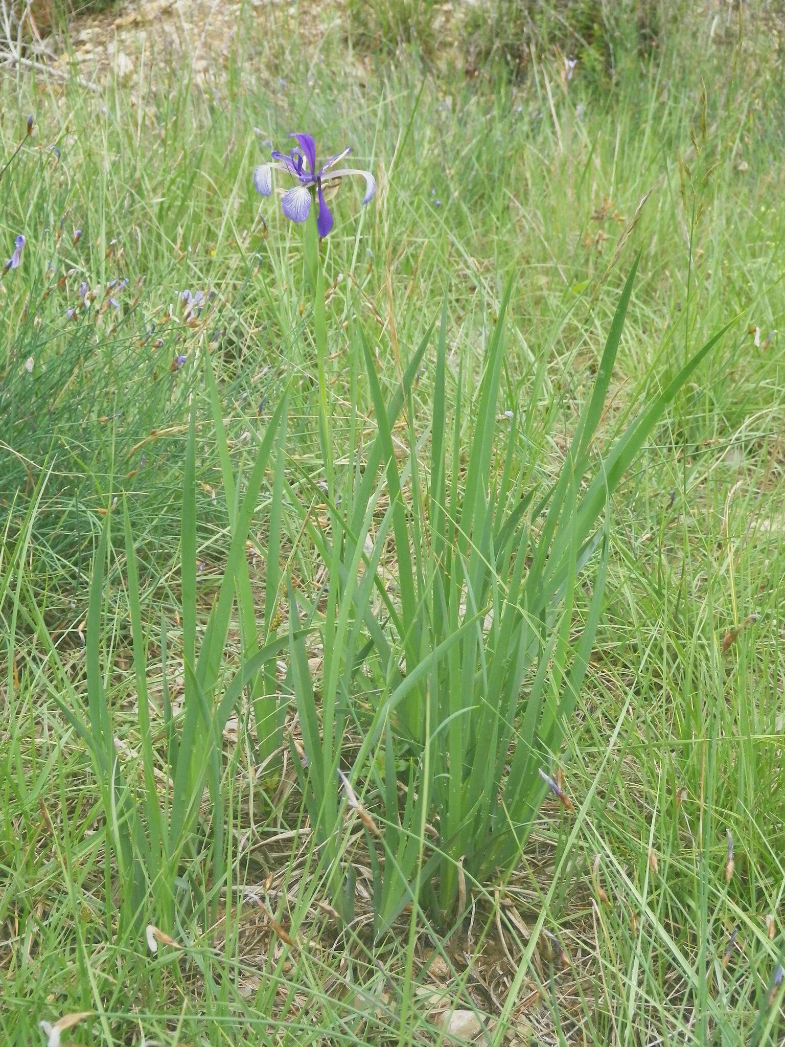 Iris reichenbachiana Klatt resmi