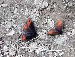 Image of Mnestra’s Ringlet