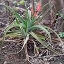 Sivun Aloe ambrensis J.-B. Castillon kuva
