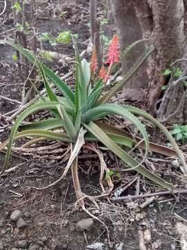 Aloe ambrensis J.-B. Castillon resmi