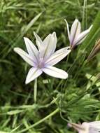 Image de Triteleia versicolor Hoover