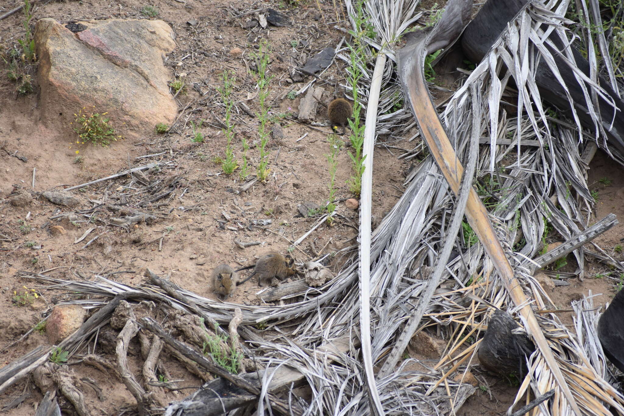 Image of degu