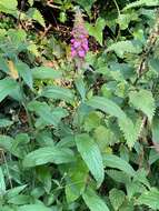 Image of Stachys ambigua Sm.