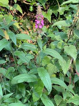 Слика од Stachys ambigua Sm.