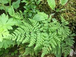 Image of mountain bladderfern