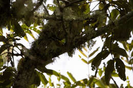 Image of Yellow-crowned Redstart