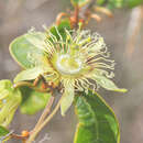 Imagem de Passiflora angusta Feuillet & J. M. Mac Dougal