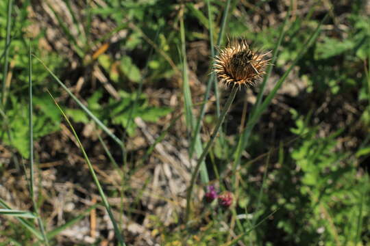 صورة Jurinea ledebourii Bunge